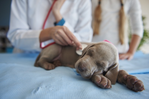 6 FOODS THAT CAN BE DANGEROUS FOR YOUR DOGS