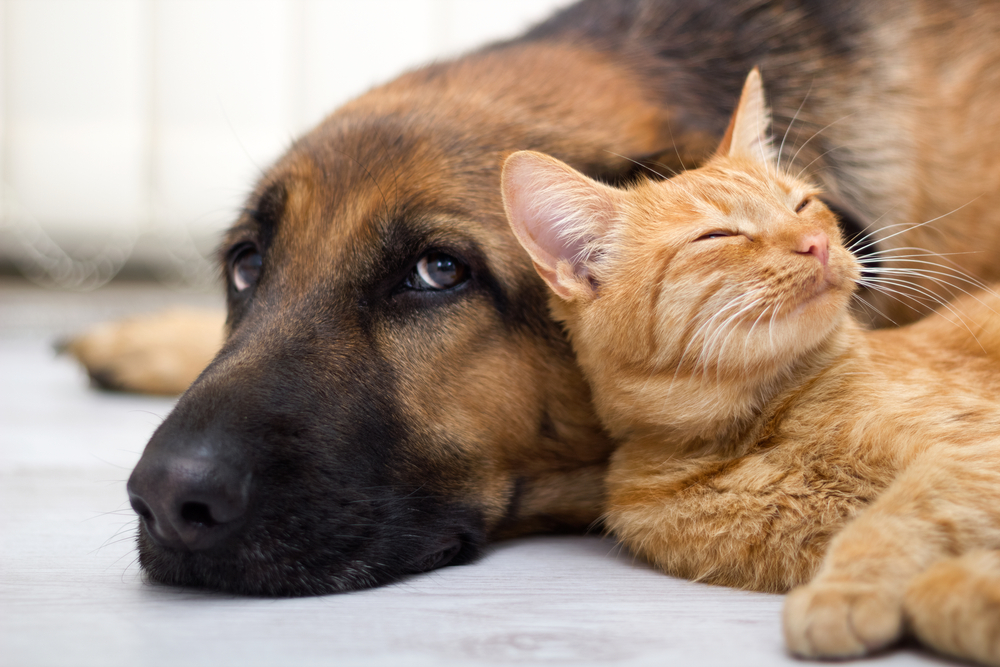 Pet insurance