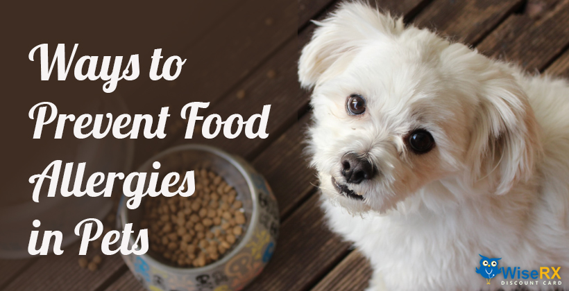 Food Allergy Flare-Ups in Pets