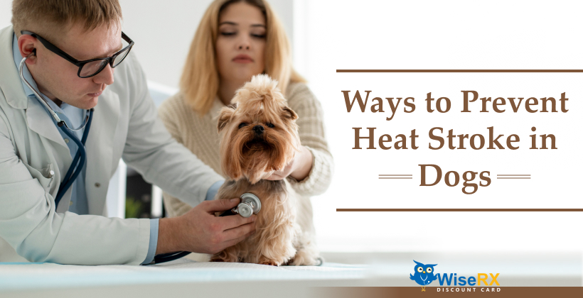 ways to prevent heat stroke in dogs