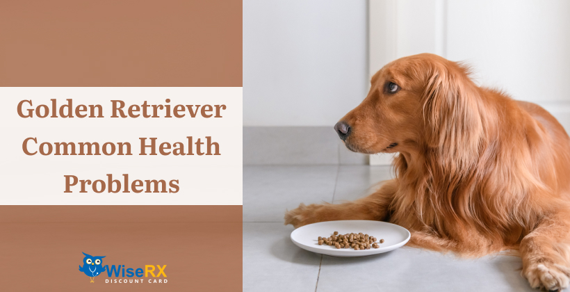 Golden Retriever Health Problems