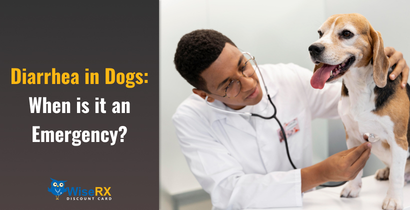 When is Dog Diarrhea an Emergency