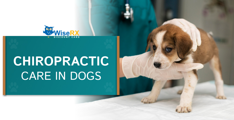 Chiropractor for Dogs